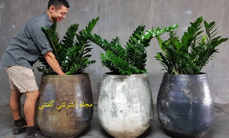 رشد انفجاری زاموفیلیا با این کود و محلول خانگی؛ قلق هایی که عالیه!