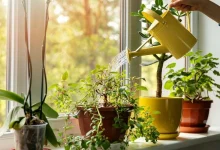بدترین زمان های آبیاری گیاهان آپارتمانی
