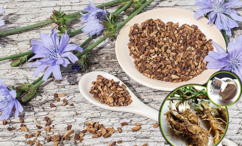 خواص درمانی و نحوه کشت گیاه کاسنی + عکس گیاه کاسنی