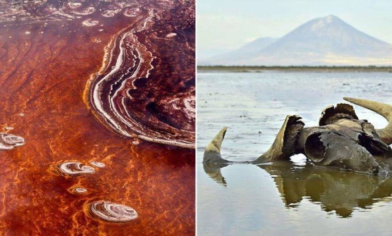 دریاچه ناترون ، یکی از مخوفترین جاهای دنیا تانزانیا (عکس)