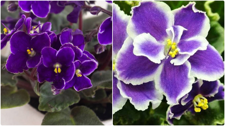 خانه‌ای شاداب با گیاهان آپارتمانی رنگی