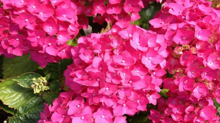 روش صحیح کاشت گل ادریسی (هورتانسیا)