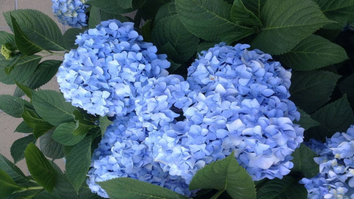 زمان مناسب برای کاشت گل ادریسی (هورتانسیا) 