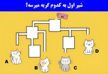 تست هوش رسیدن شیر به گربه